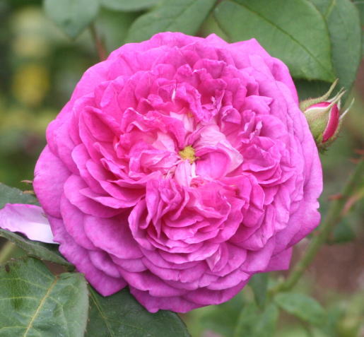 紫のバラ・香りバラ　フレデリックⅡ・ド・プルス