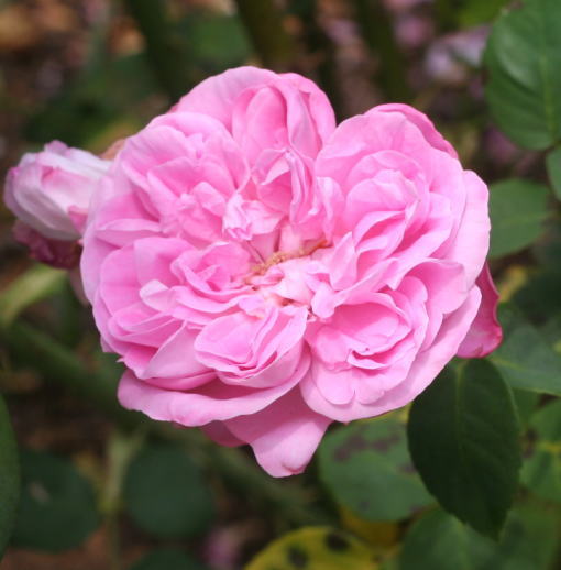 香りバラ・ピンク系バラ　エカテリーナ二世