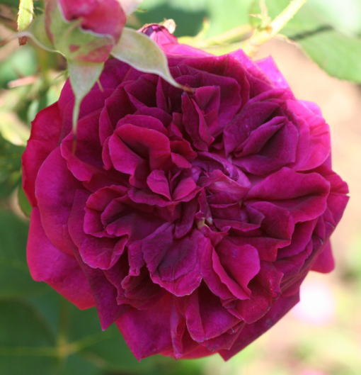 紫のバラ・黒バラ・香りバラ　ムンステッド・ウッド