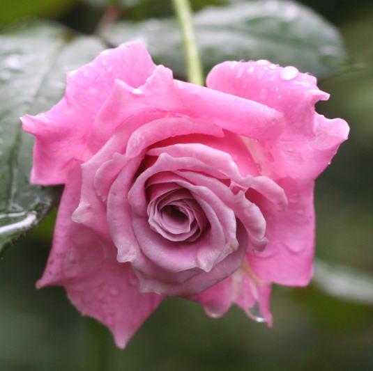 紫のバラ　ムーディ・ブルース