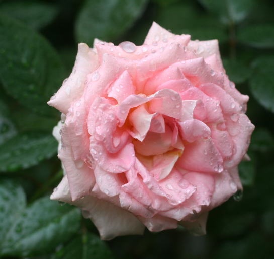 香りバラ・ピンク系バラ　センセーション