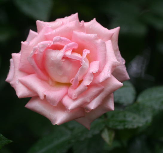香りバラ・ピンク系バラ　センセーション