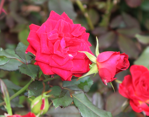 黒バラ・赤系バラ 煌