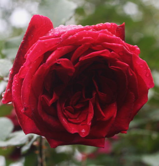黒バラ・香りバラ・赤系薔薇　ベルベット フレグランス