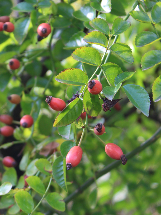 原種系バラ・白系バラ ロサ センペルウィレンス