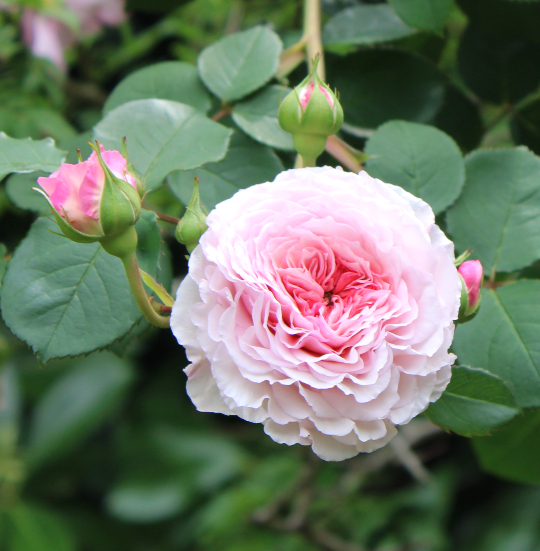 ピンク系バラ ジェームズ ギャルウェイ