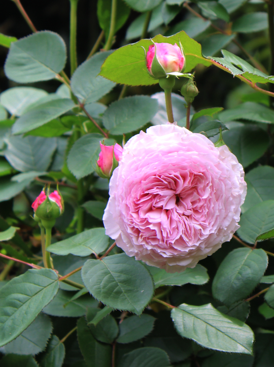 ピンク系バラ ジェームズ ギャルウェイ