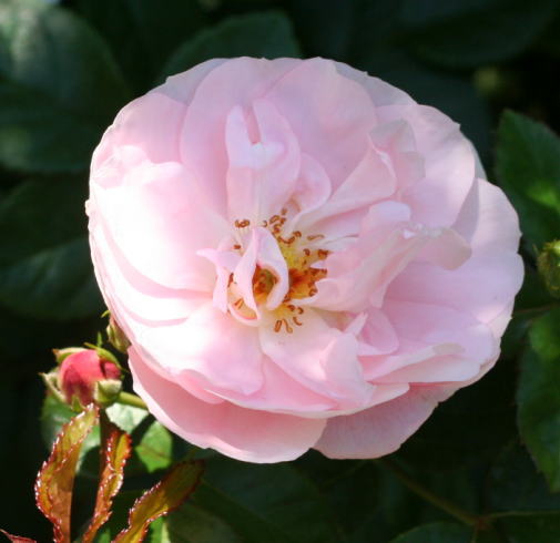 ピンク系バラ 品種一覧 薔薇 バラ ばら