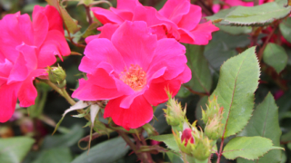 Thumbnail of post image 030