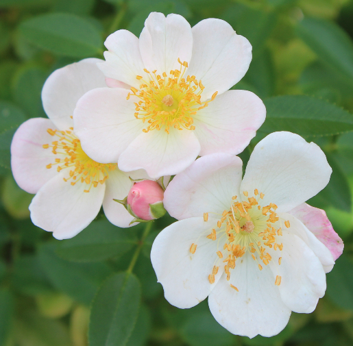 白系バラ 雪っ子