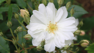 Thumbnail of post image 119
