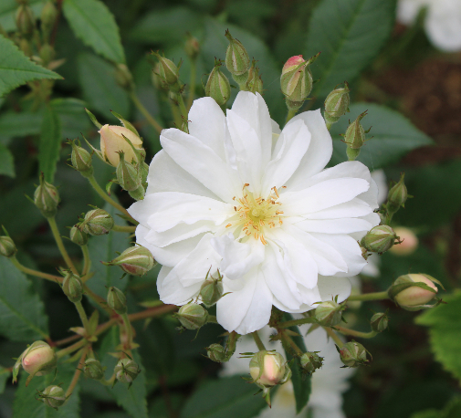 白系バラ スノー・グース