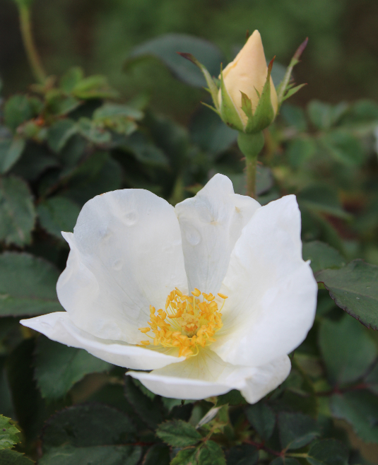 白系バラ ホワイト・ノックアウト