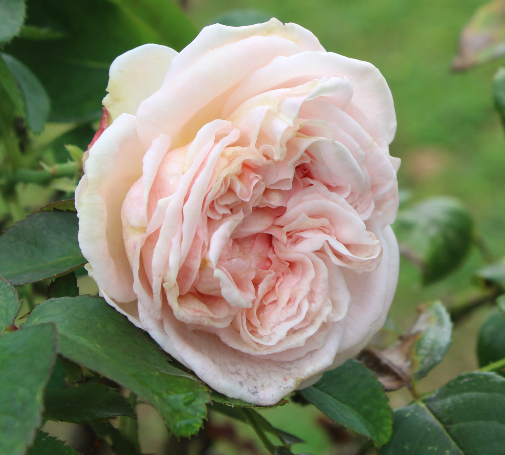 ピンク系バラ ルミナス・ピラー