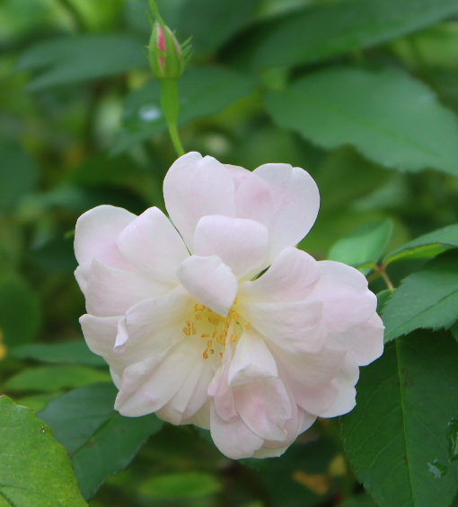 ピンク系バラ シャンプニーズ ピンク クラスター