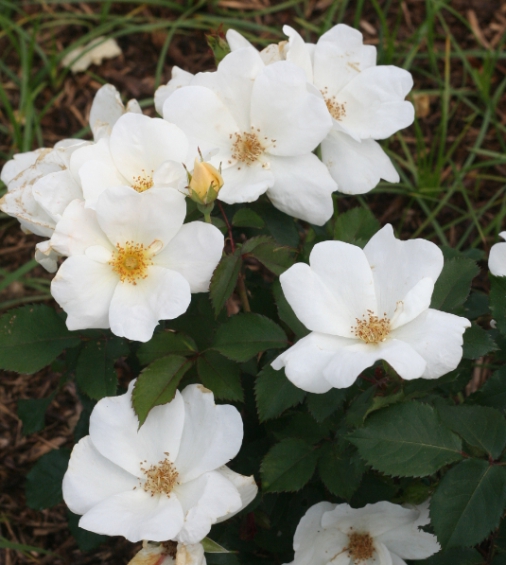 ホワイト・ノックアウト（白系バラ） 薔薇・バラ・ばら