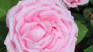 Thumbnail of post image 134