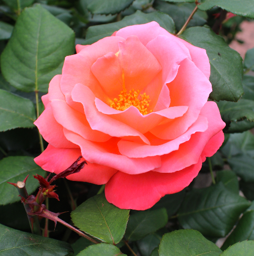 オレンジ系バラ カトリーヌ ドゥヌーブ