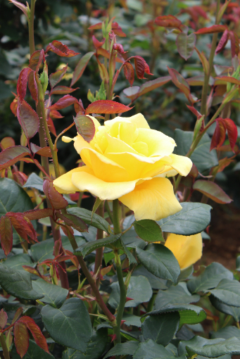 黄色系バラ ヘルムット シュミット