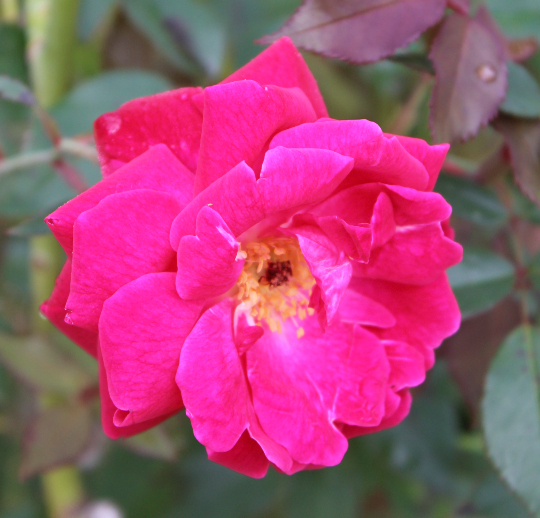 赤系バラ スレイターズ・クリムゾン・チャイナ