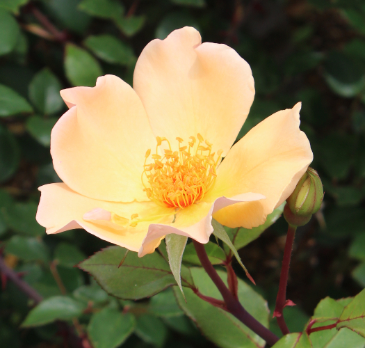 オレンジ系バラ ミセス オークリー フィッシャー