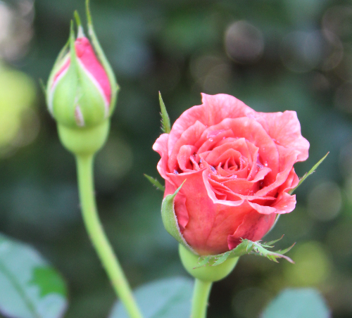 茶系バラ ソワレ