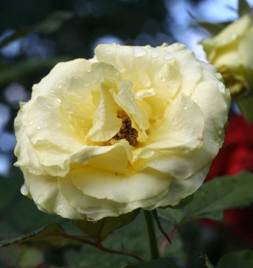 黄色系バラ　リンボ