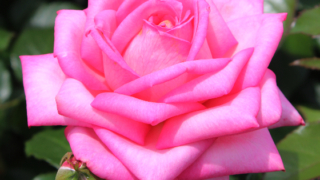 Thumbnail of post image 065