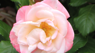 Thumbnail of post image 106