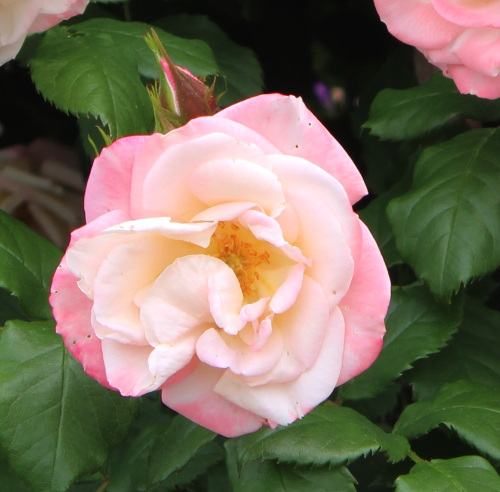 ピンク系バラ 桜霞