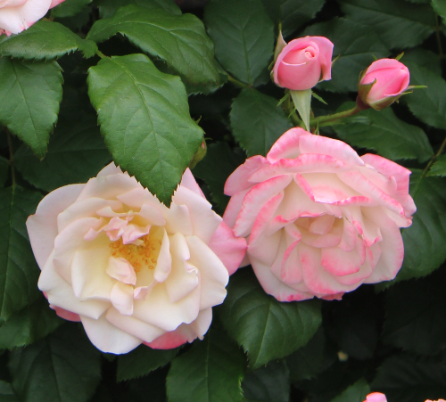 ピンク系バラ 桜霞