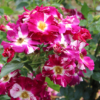Thumbnail of related posts 007