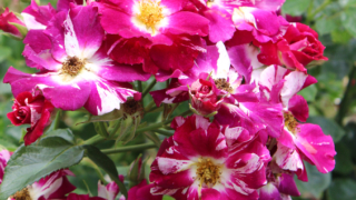 Thumbnail of post image 036