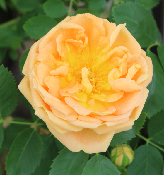 オレンジ系バラ ソレイユ ドール