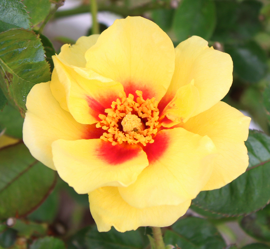 黄色系バラ アイコニックレモネード