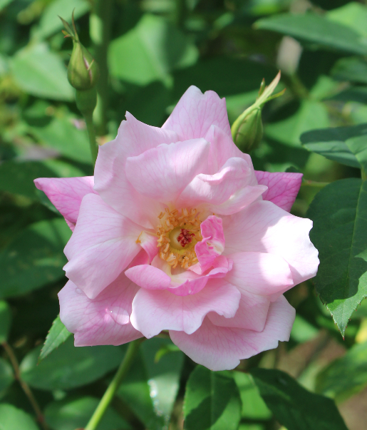 ピンク系バラ オールドブラッシュ