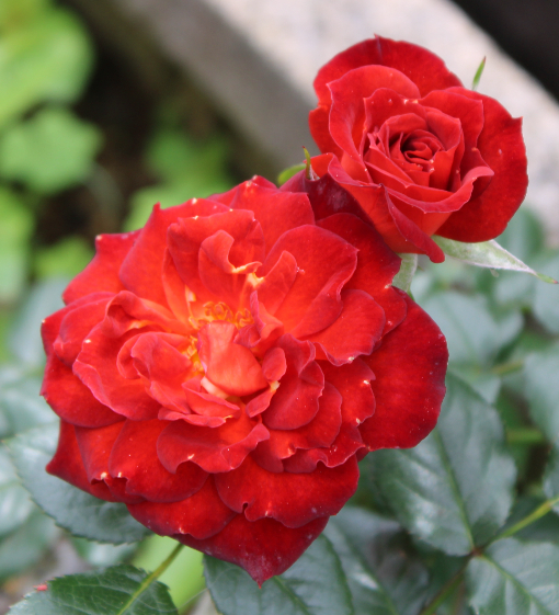 赤系バラ コーヒービーン