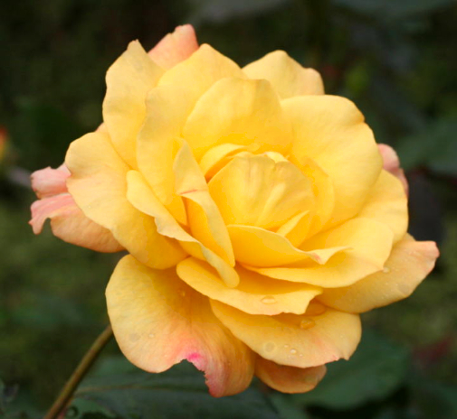 黄色系バラ　リオサンバ