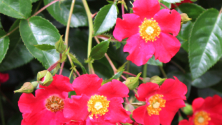 Thumbnail of post image 078