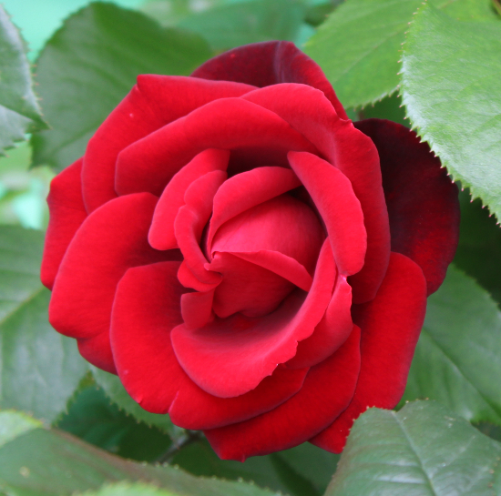 黒バラ・赤系バラ サムライ'66