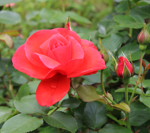 香りバラ・赤系バラ 花籠