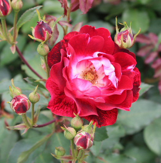 赤系バラ いろは