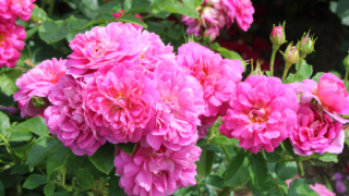 Thumbnail of post image 158
