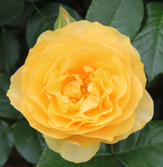 黄色系バラ インカ