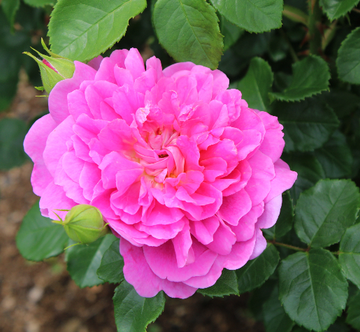 ピンク系バラ プリンセス アン