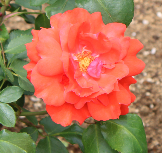 赤系バラ フィナーレ