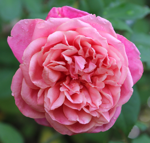 ピンク系バラ アルシデュック ジョセフ