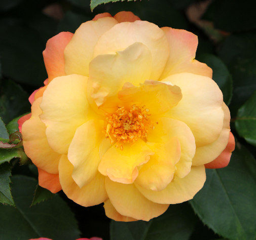 オレンジ系バラ スヴニール ドゥ アンネ フランク