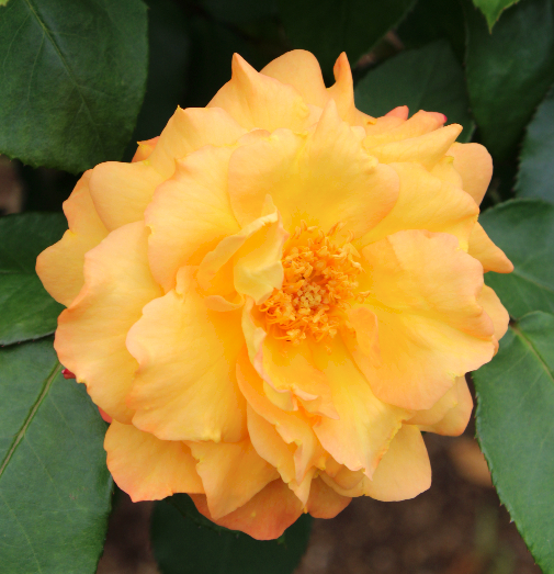 オレンジ系バラ スヴニール ドゥ アンネ フランク