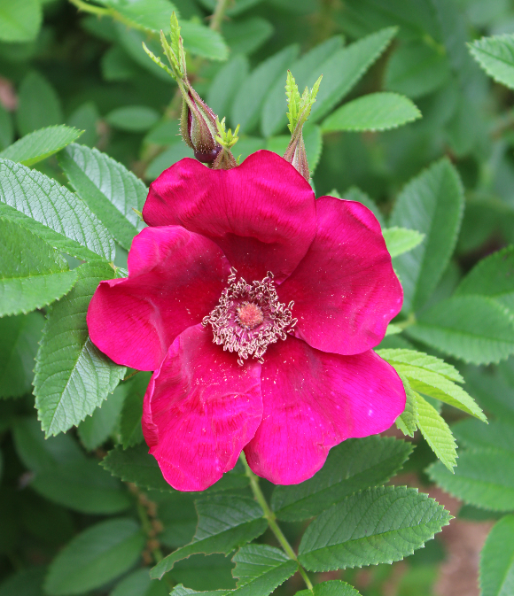 紫のバラ シビュラ